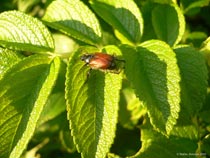 A bug in Höör, Sweden